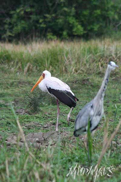 Mud Maps Africa Murchison Falls NP 2689